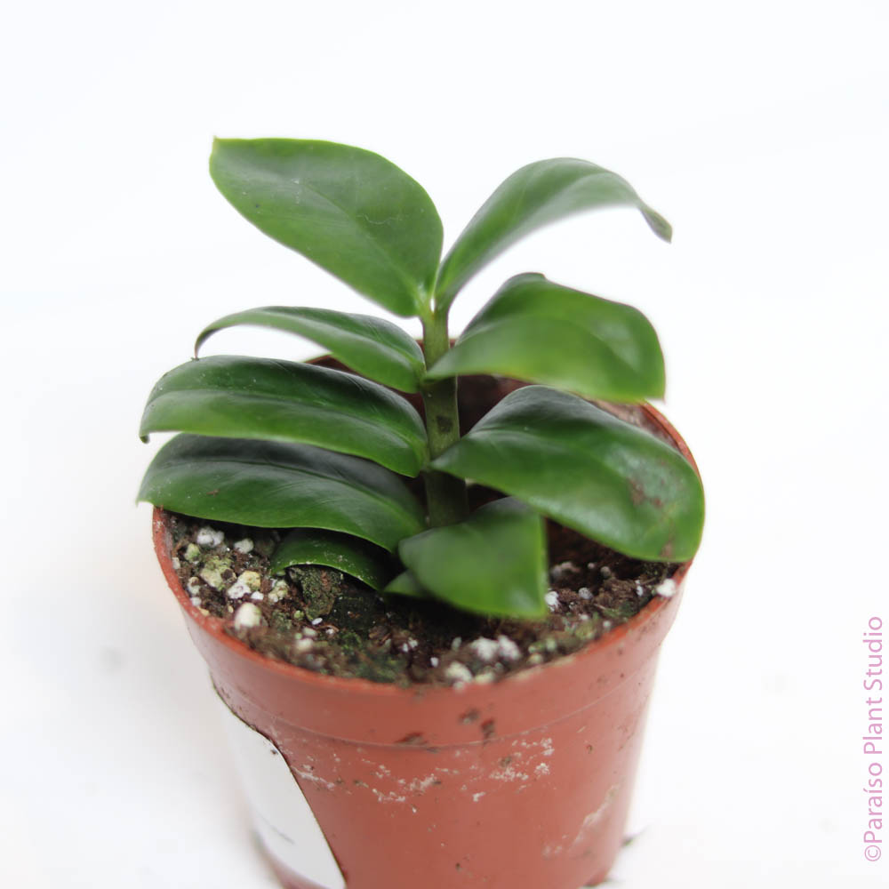 zz plant zenzi 3in ZZ Zenzi – Paraíso Plant Studio