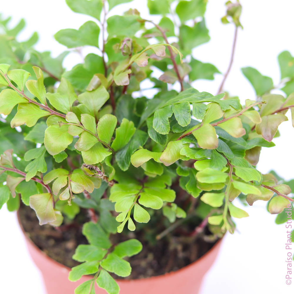 mahogany house plant 4in Mahogany Fern