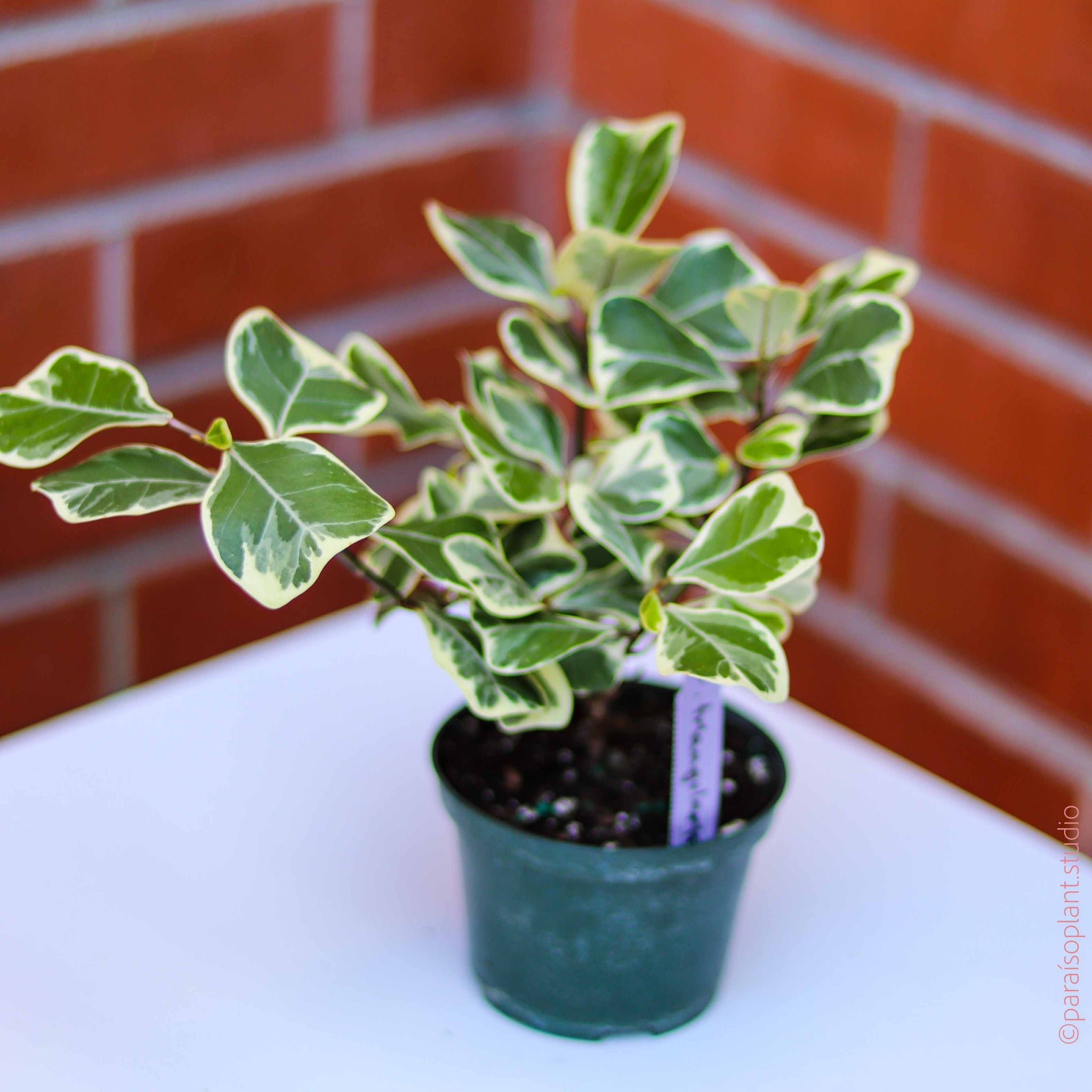 FICUS TRIANGULARIS VARIEGATA
