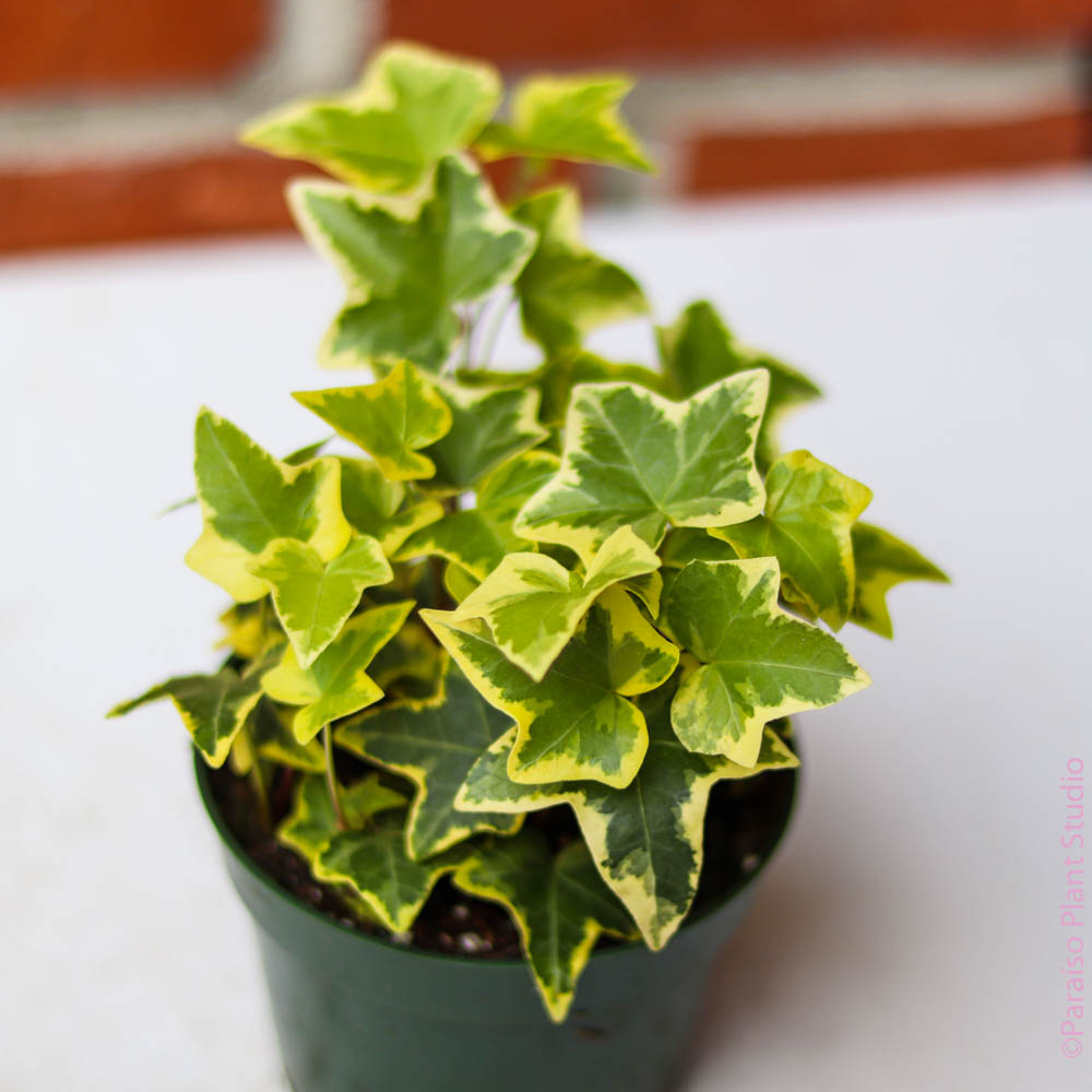 4in English Ivy 'Gold Child'