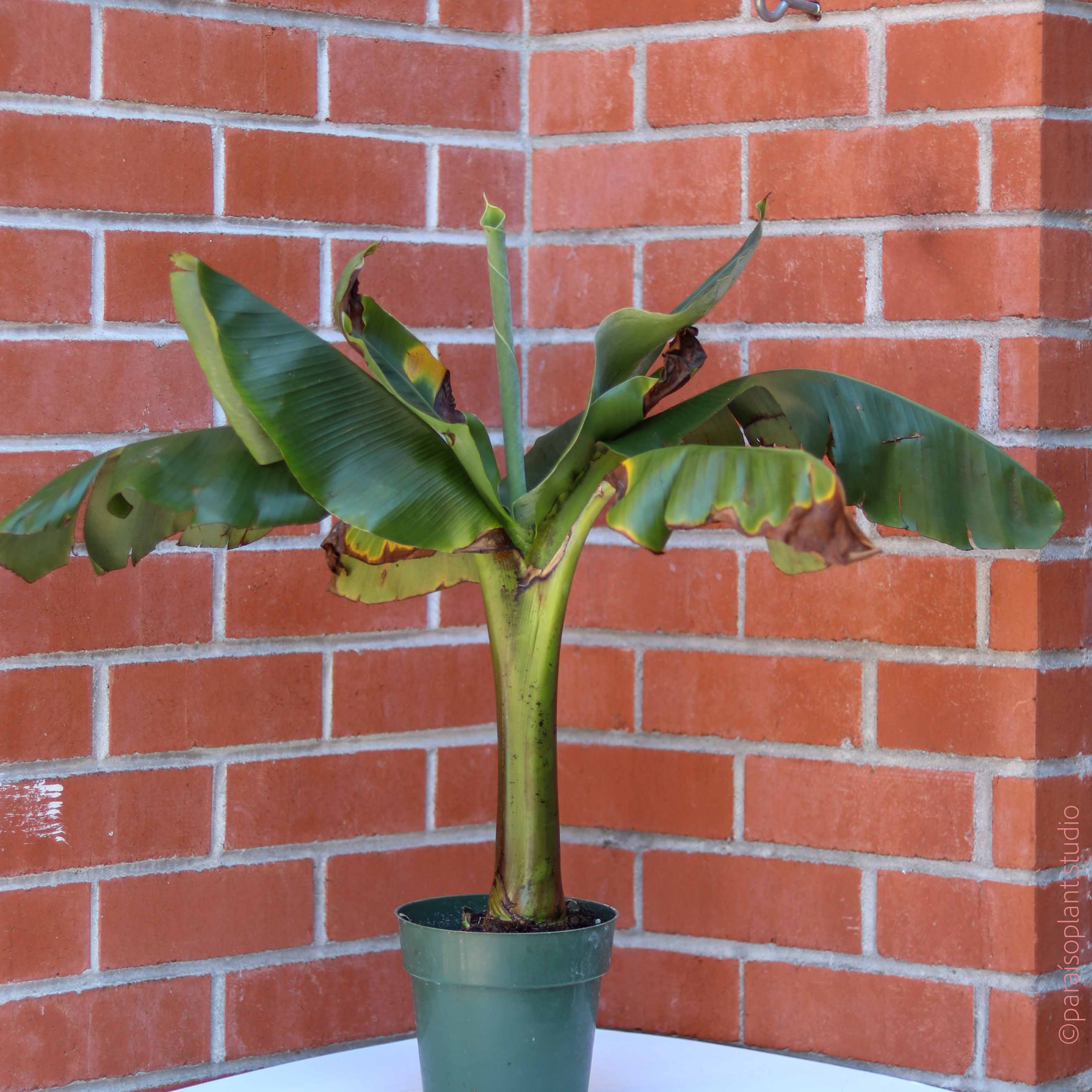 buy indoor banana plant 6in Dwarf Banana Plant
