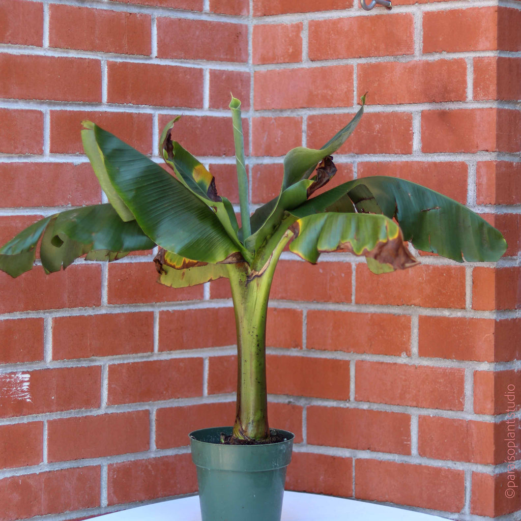 6in Dwarf Banana Plant