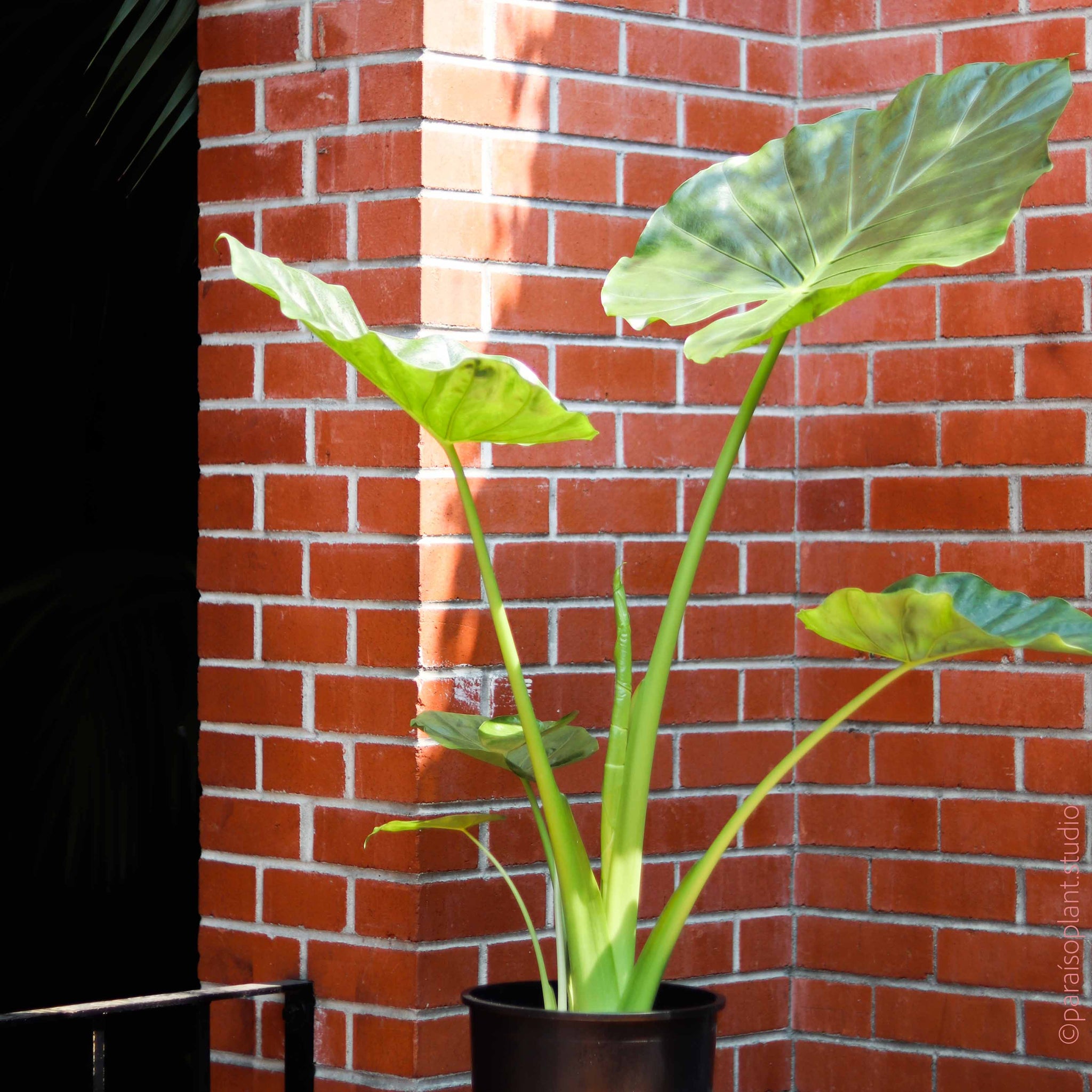 10in-14in Alocasia Calidora