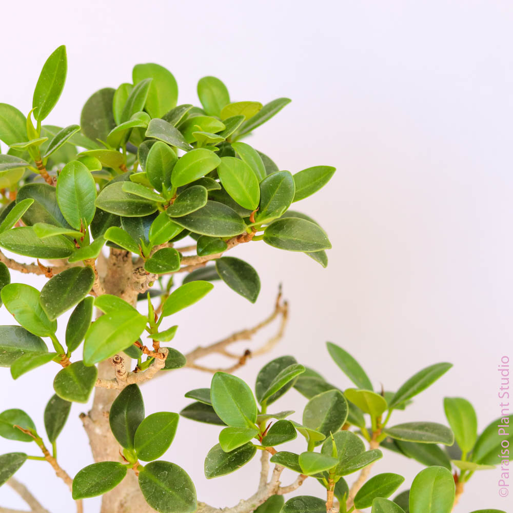 Ficus Bonsai in Momma Pot