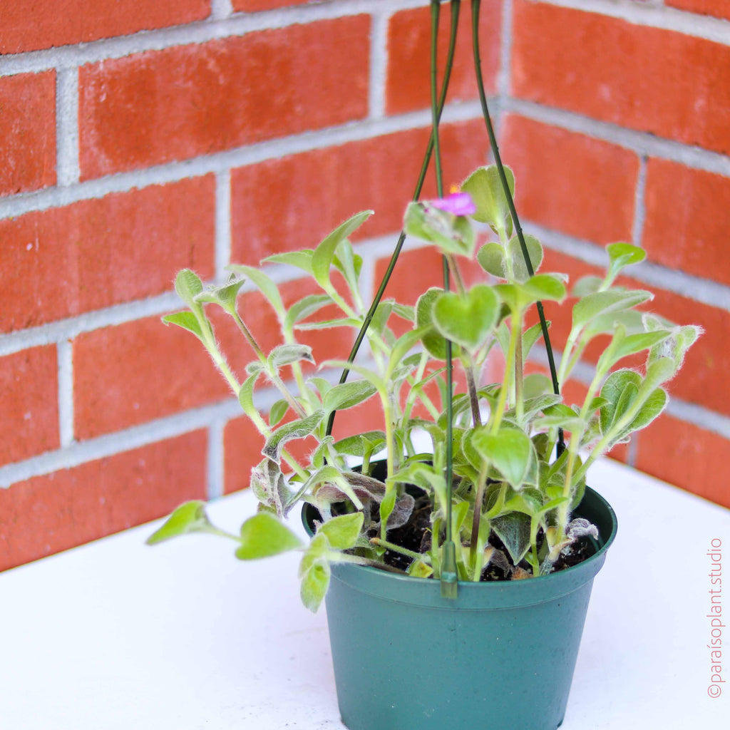 white velvet indoor plant 4in-6in Tradescantia Sillamontana 'White Velvet' – Paraíso Plant Studio