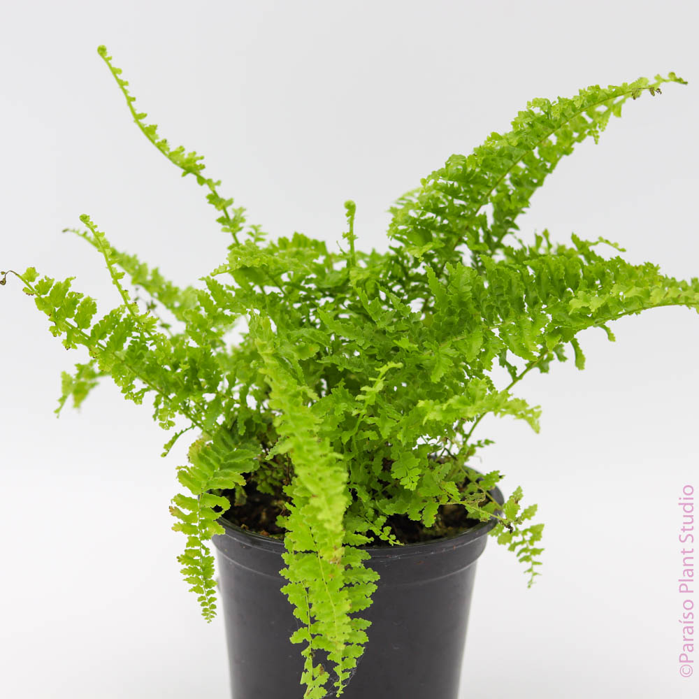 4in Cotton Candy Fern