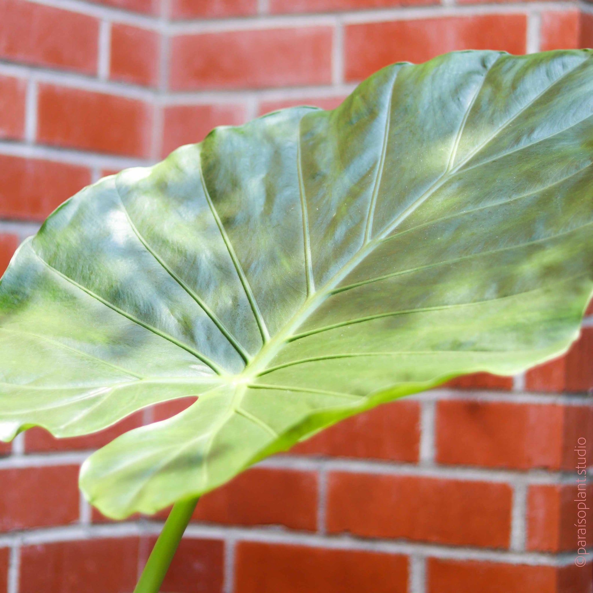 10in-14in Alocasia Calidora – Paraíso Plant Studio