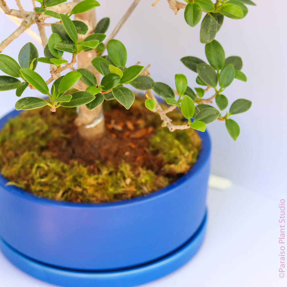 Ficus Bonsai in Momma Pot