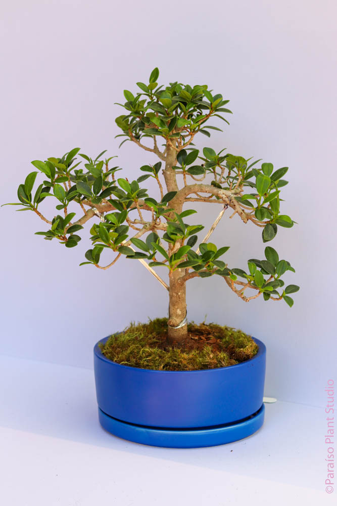 Ficus Bonsai in Momma Pot