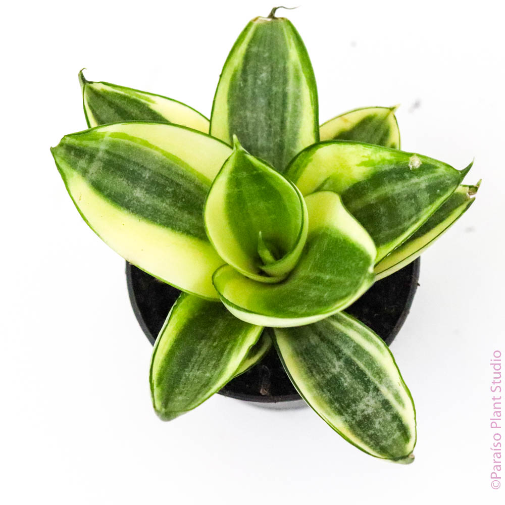 sansevieria assorted 2in Sansevieria Hahnii Assorted (ISO) – Paraíso Plant Studio