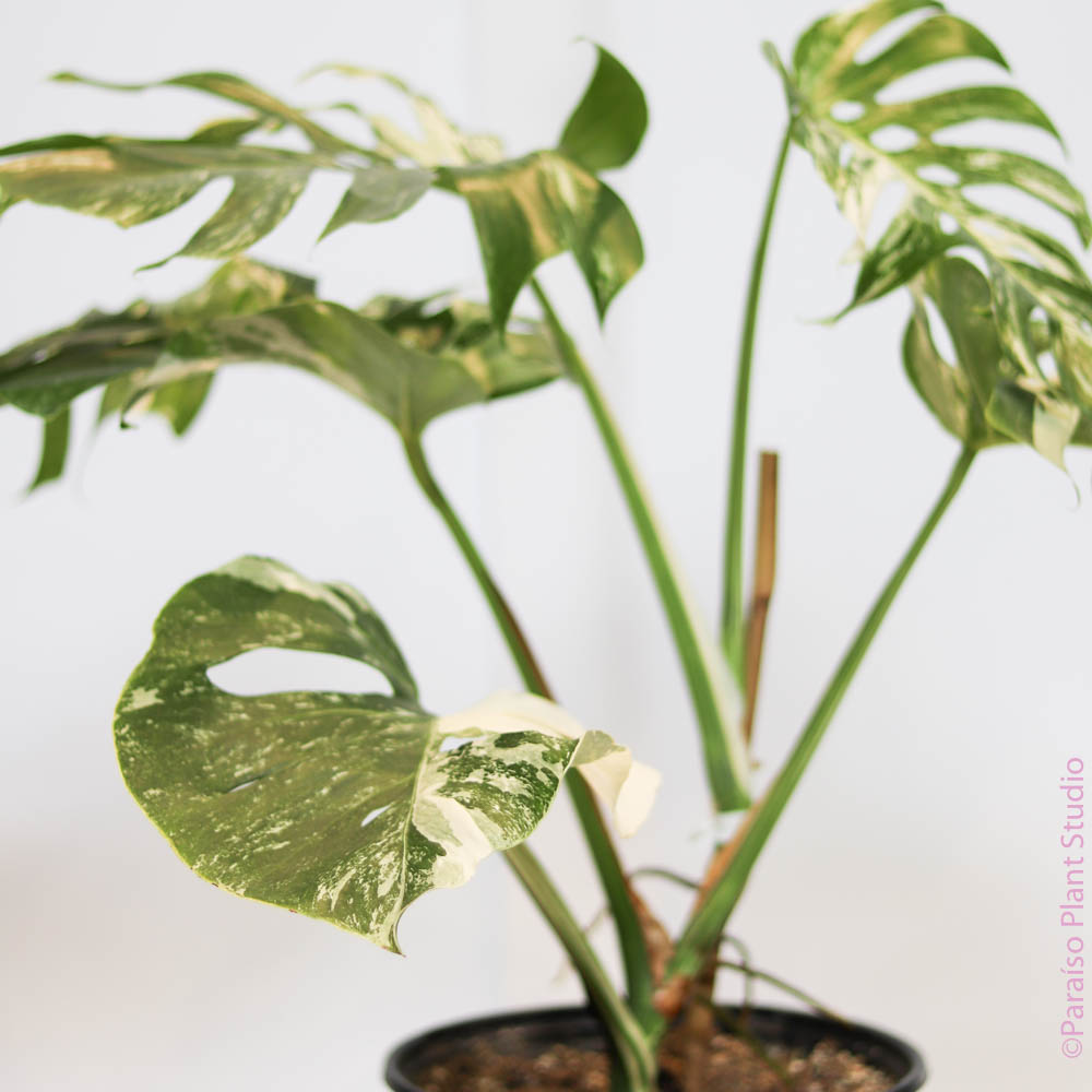 buy monstera albo online Variegated Monstera 'Albo' – Paraíso Plant Studio