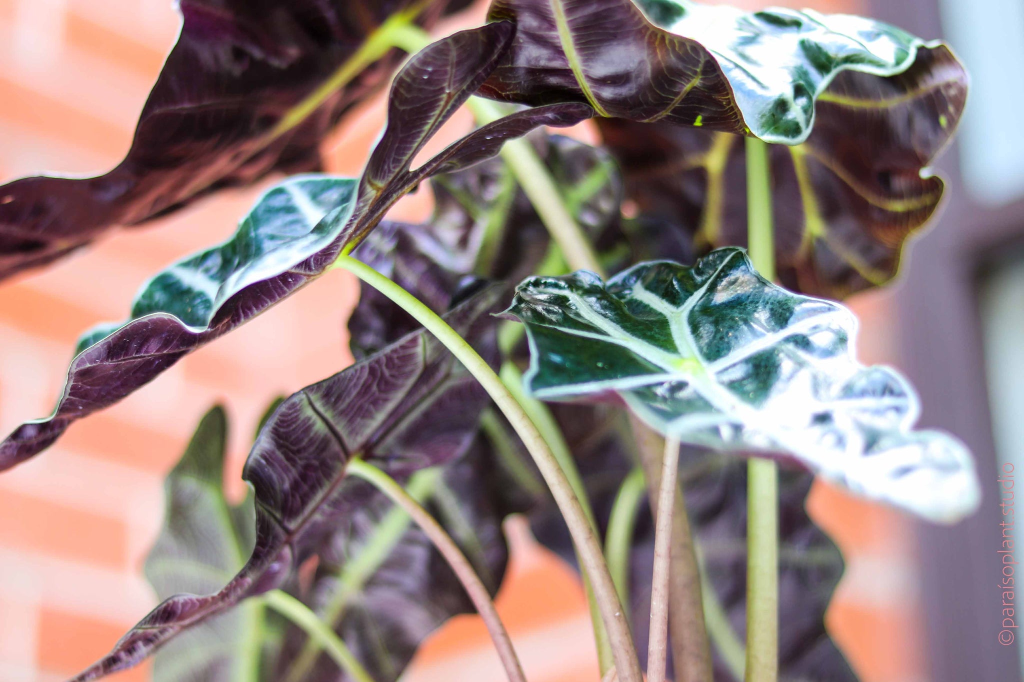 philodendron polly 6in-8in Alocasia 'Polly' – Paraíso Plant Studio
