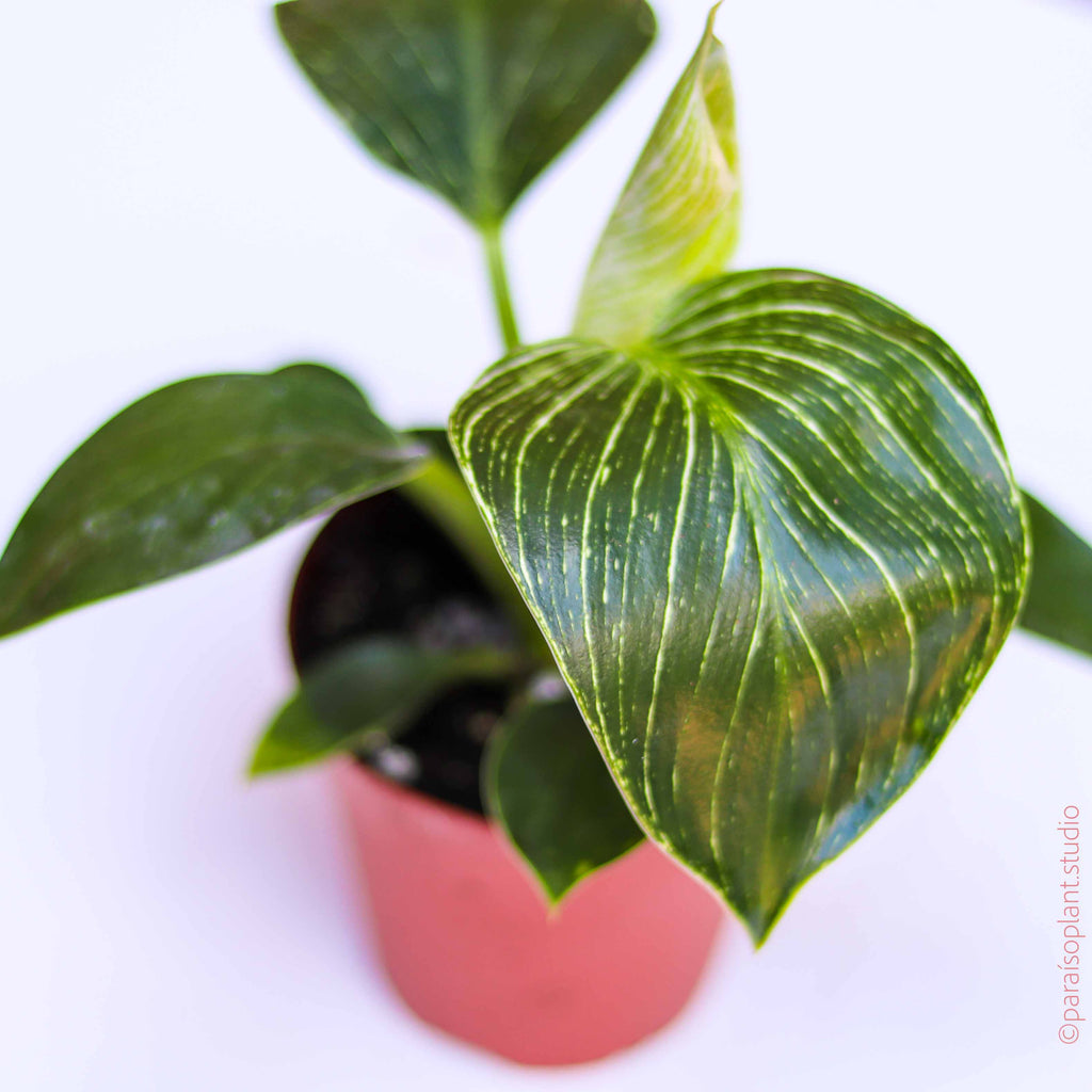 philodendron birkin leaves soggy 4in Philodendron Birkin – Paraíso Plant Studio