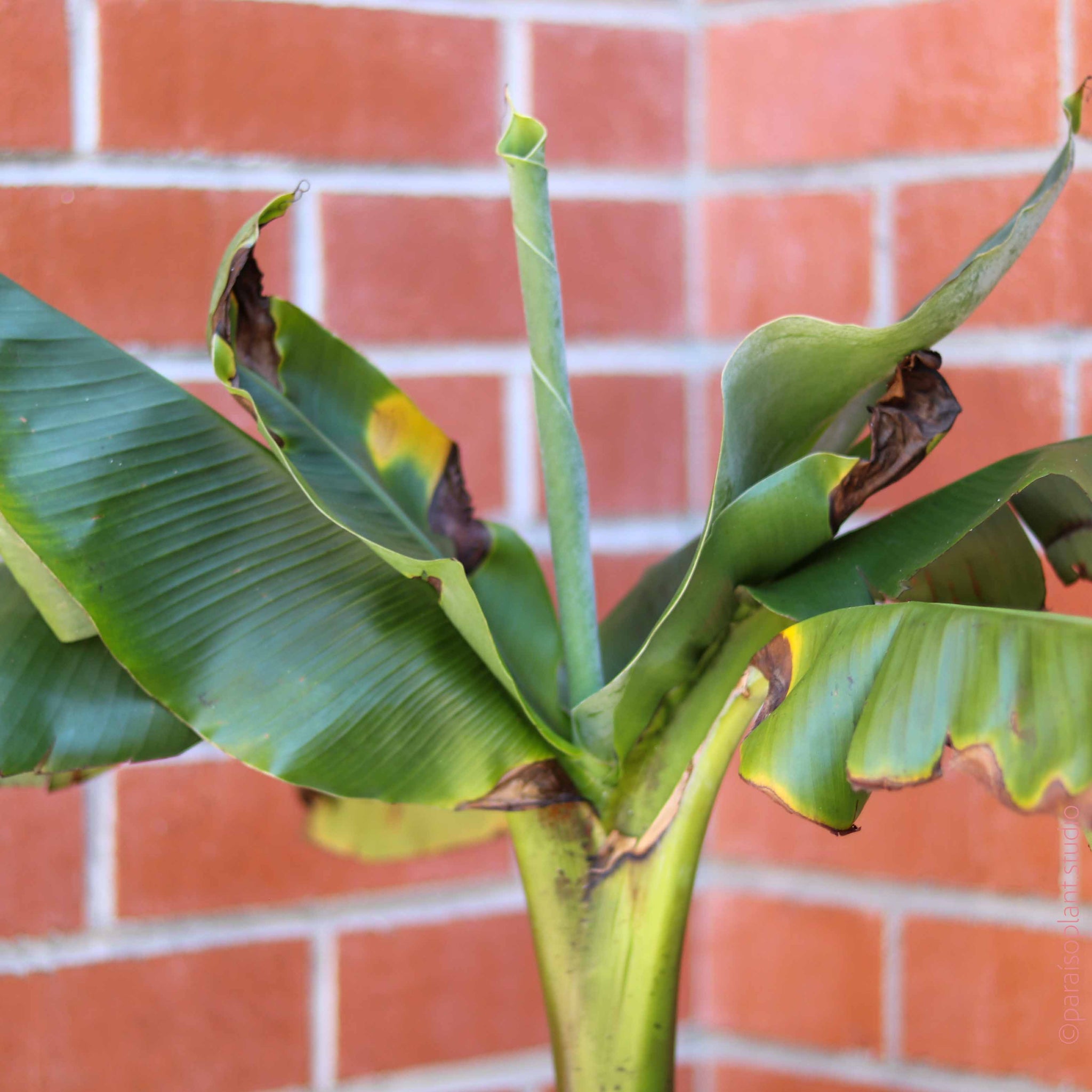 6in Dwarf Banana Plant – Paraíso Plant Studio