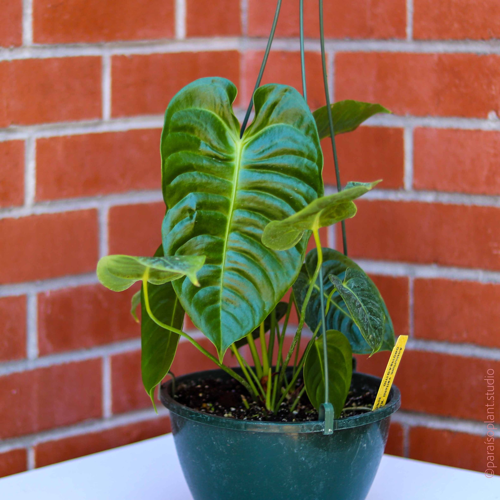 8in Anthurium Veitchii  Paraso Plant Studio