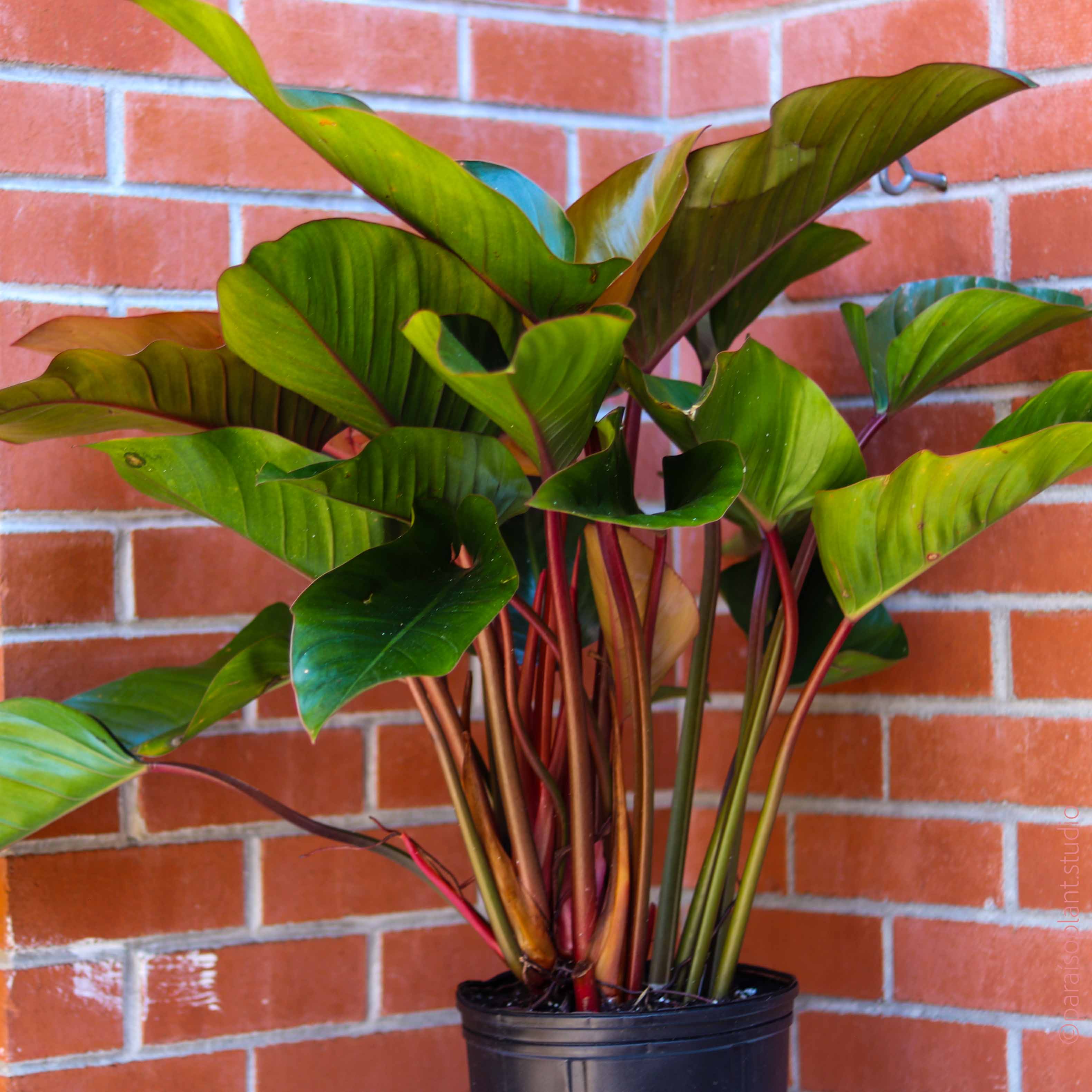philodendron green congo mature 10in-14in Philodendron Congo Rojo