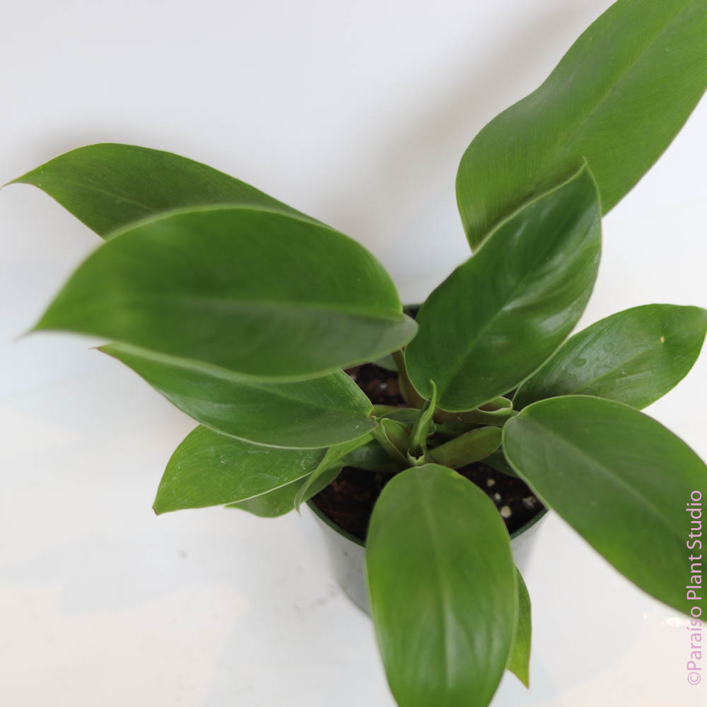 4in Philodendron Imperial Green