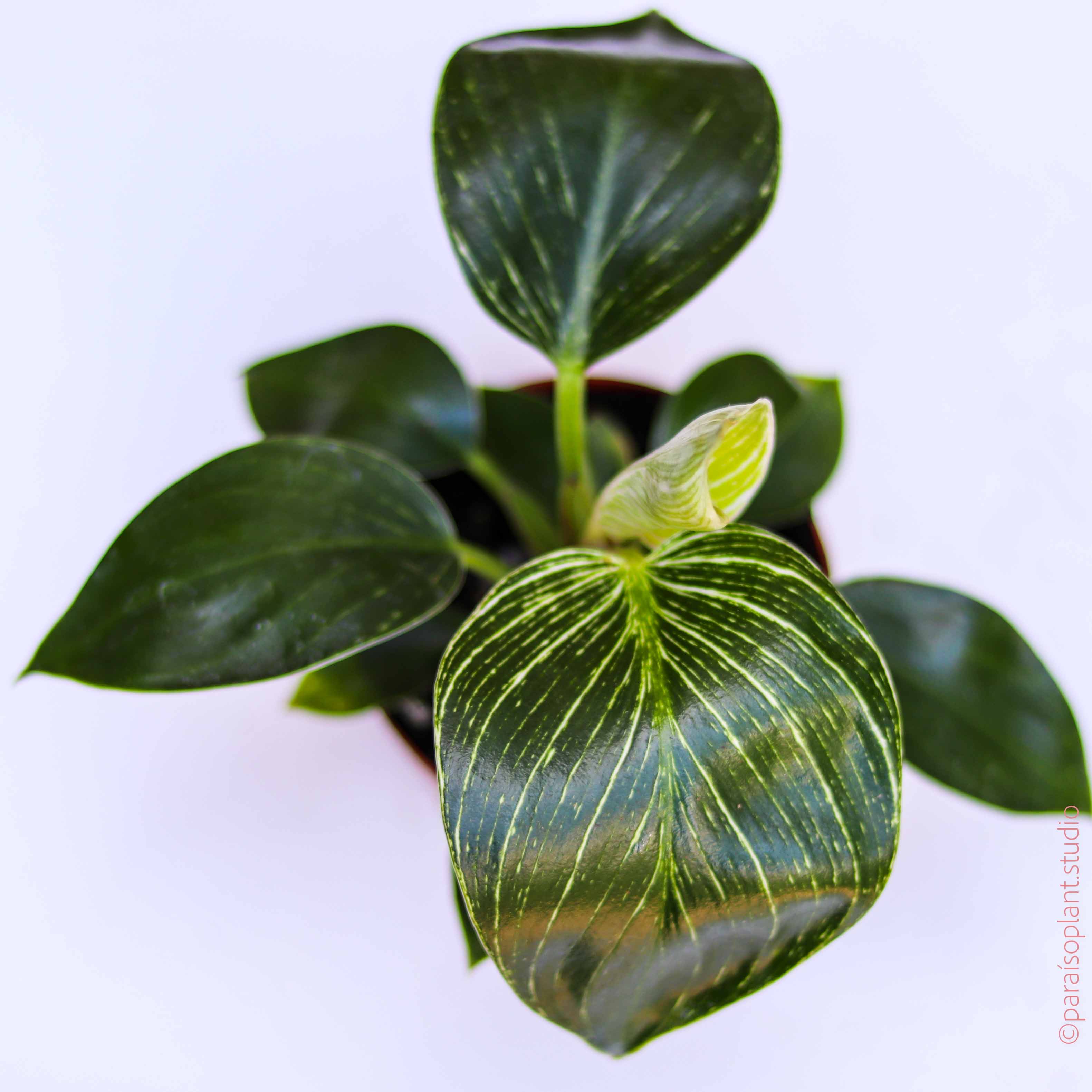 philodendron berkeley Philodendron
