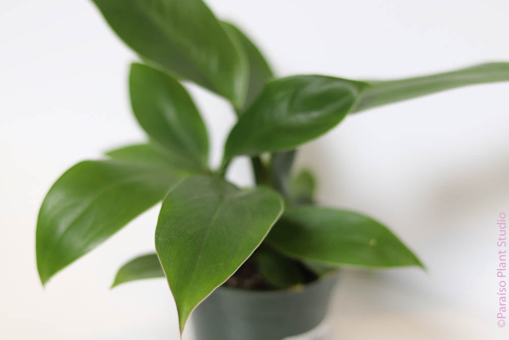 philodendron imperial green full grown 4in Philodendron Imperial Green – Paraíso Plant Studio