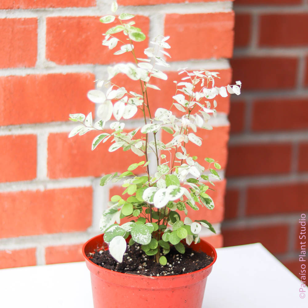 snow bush indoor plant Breynia disticha