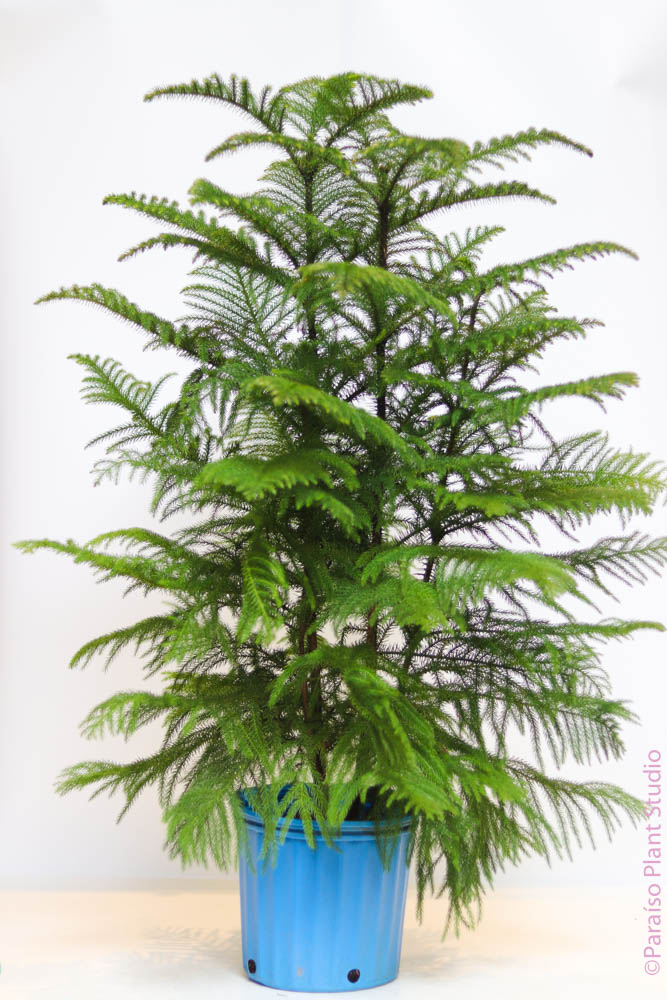 northern pine indoor plant 10in-14in Norfolk Island Pine – Paraíso Plant Studio