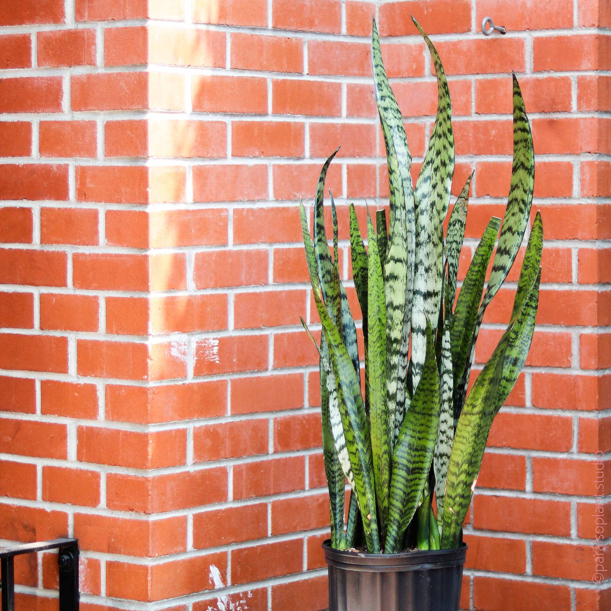 2gal-10in Sansevieria Zeylanica – Paraíso Plant Studio