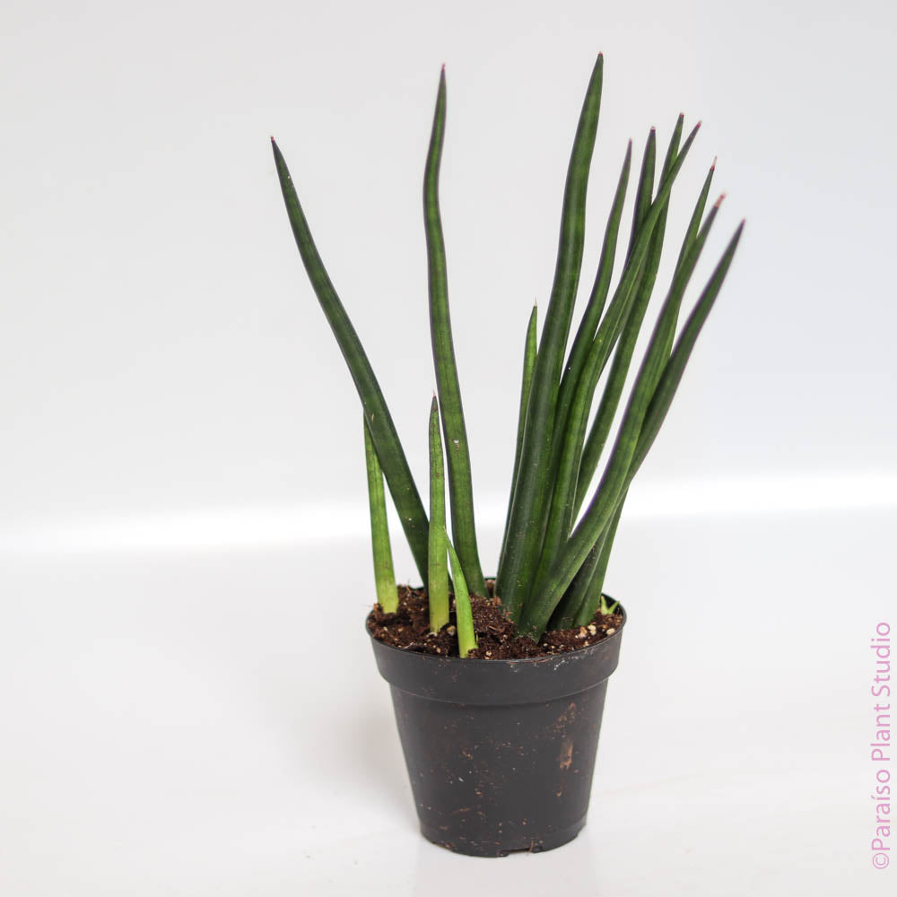 fan sansevieria 4in Sansevieria Cylindrica Fan