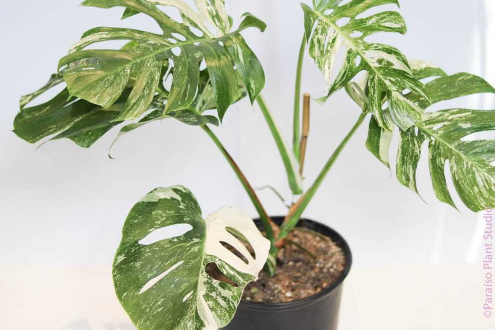 albino monstera for sale Variegated Monstera 'Albo' – Paraíso Plant Studio