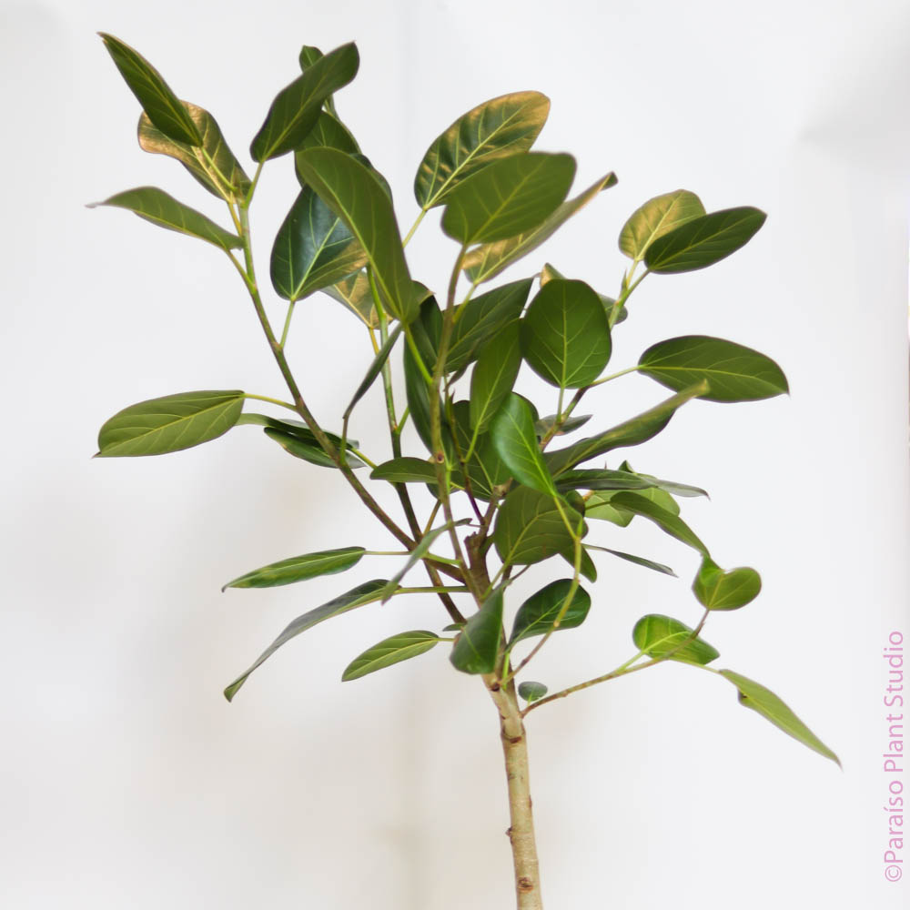 ficus audrey low light 10in Ficus Audrey Standard – Paraíso Plant Studio