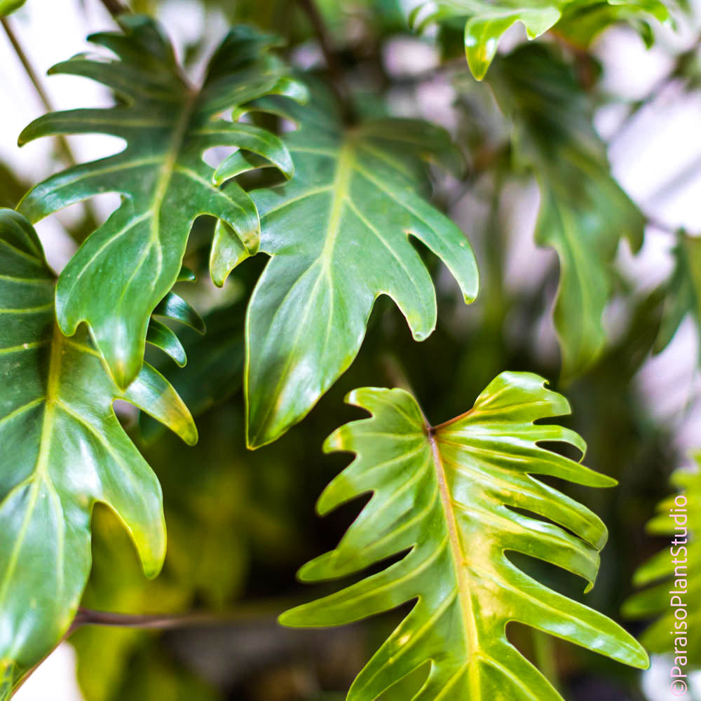 philodendron xanadu kaufen 14in Philodendron Xanadu