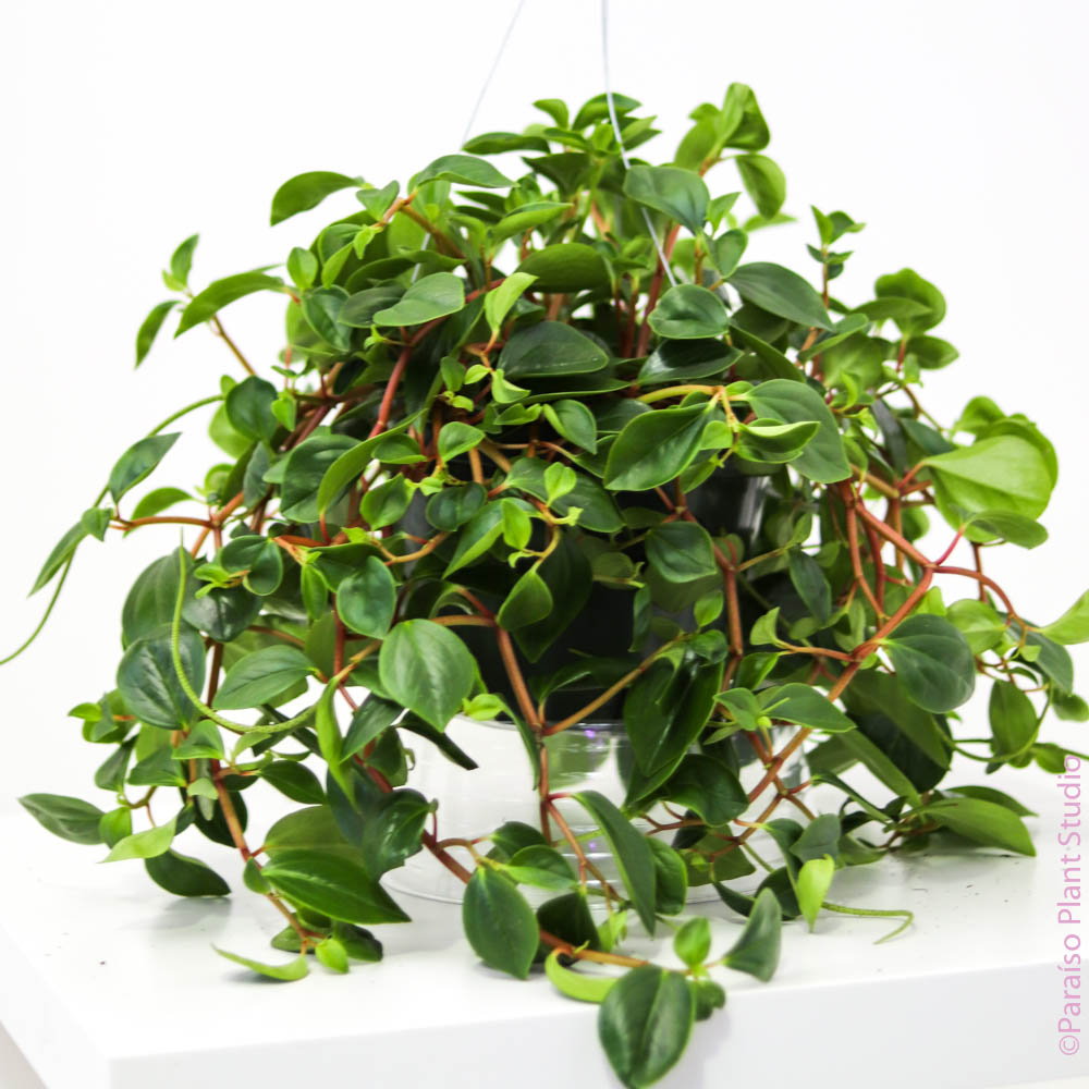 red stem green leaves succulent 8in-10in Peperomia Red Stem