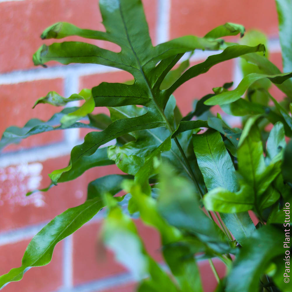 blue star fern vs kangaroo paw fern 8in-10in Blue Star Fern – Paraíso Plant Studio