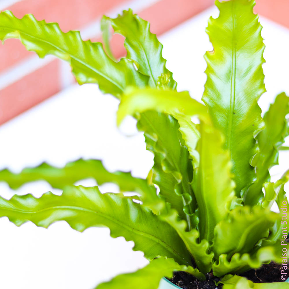 japanese crested birds nest fern 6in Japanese 'Bird's Nest Fern' Asplenium Nidus – Paraíso Plant Studio