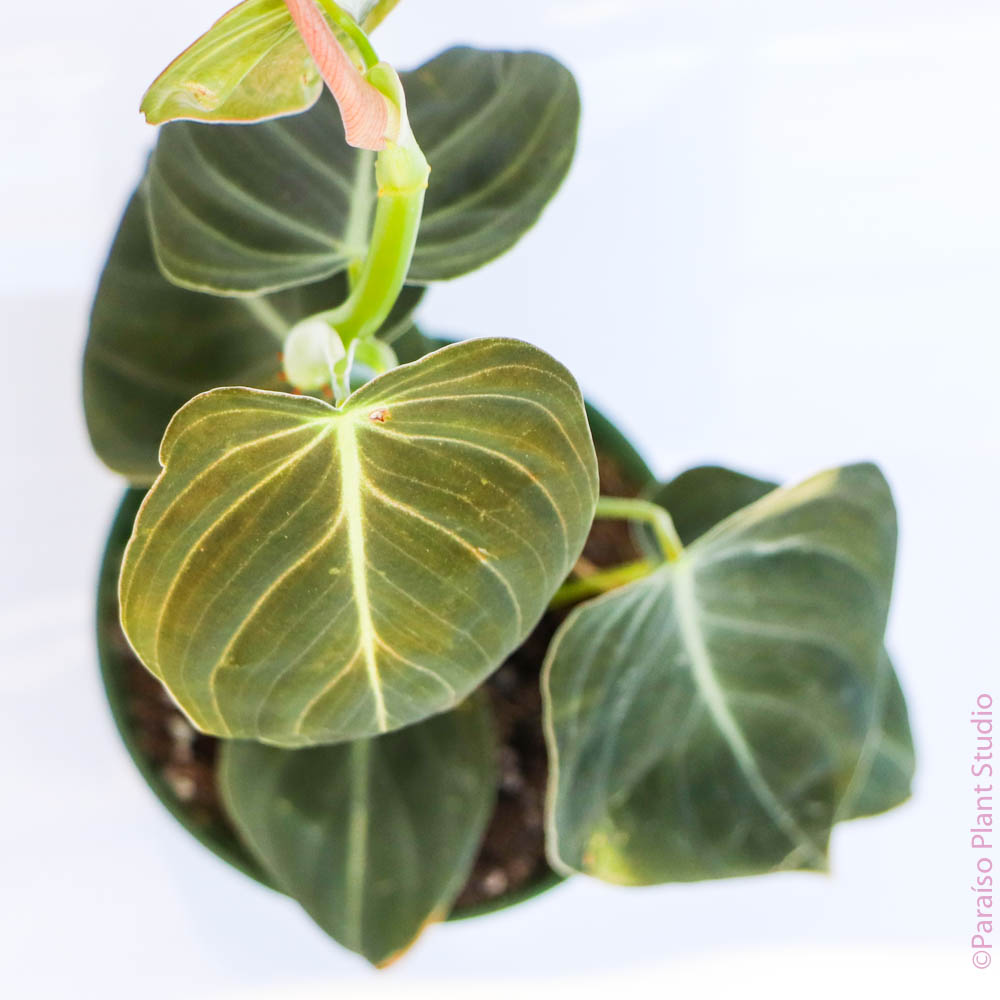 buy philodendron melanochrysum Philodendron Melanochrysum – Paraíso Plant Studio
