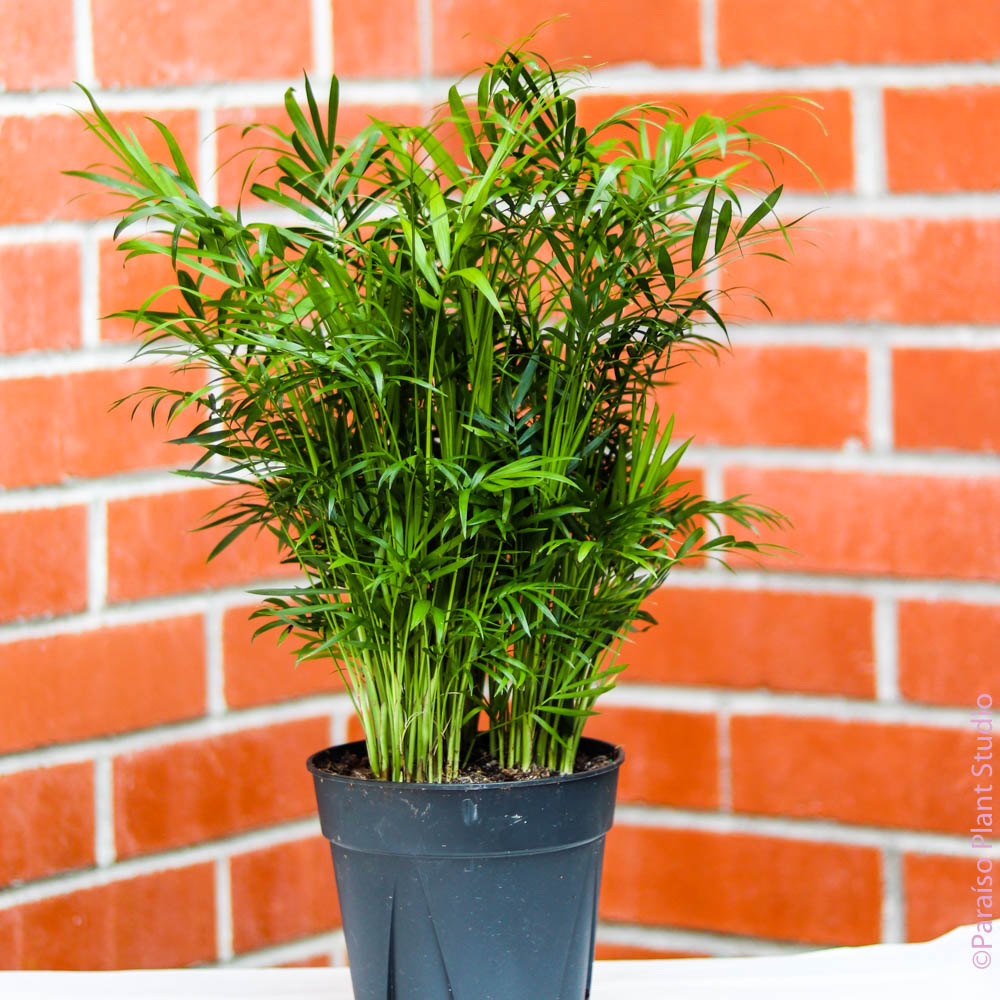 large bella palm plant png Neanthe Bella Palm 6"