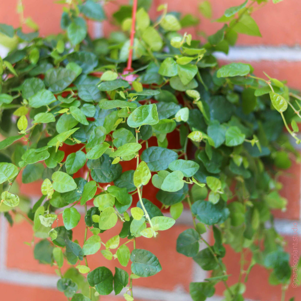 ficus hanging plant 6in Ficus Repens Green – Paraíso Plant Studio