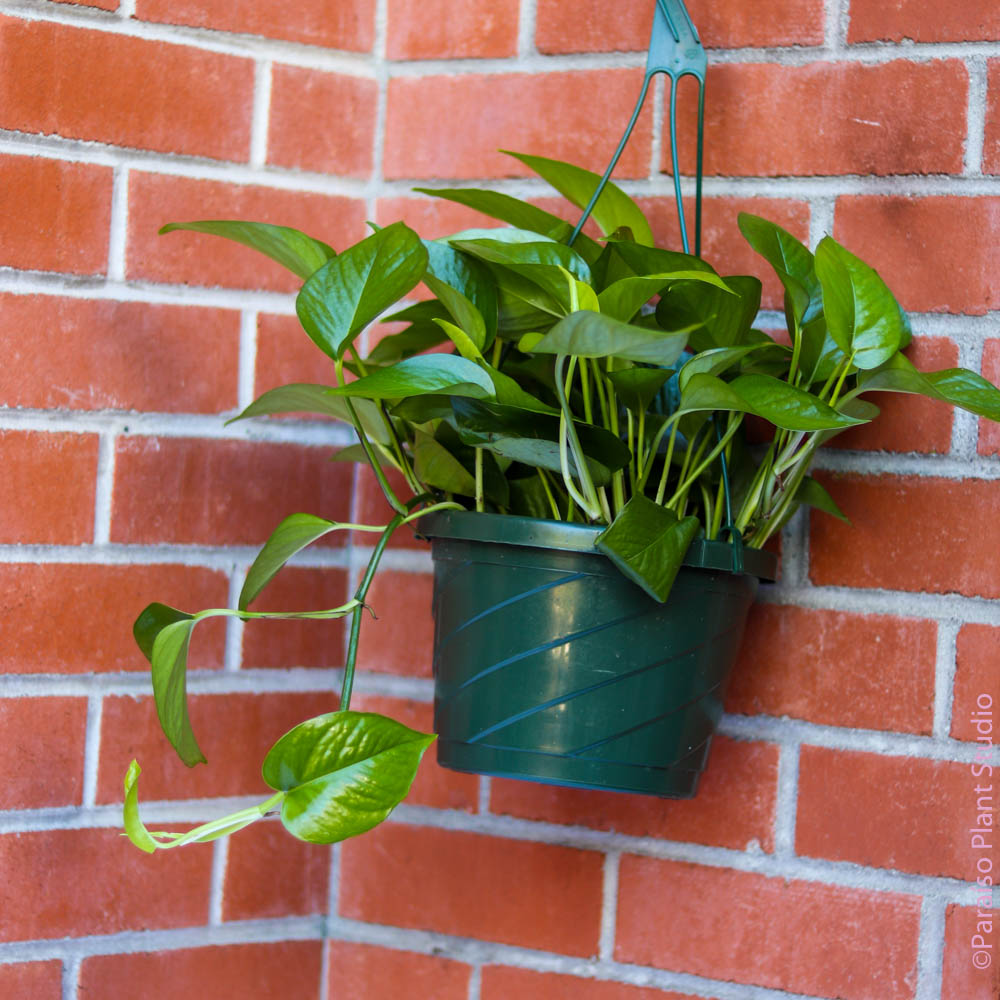 jade pothos indoors 8in-10in Jade Pothos 8in on a Pole
