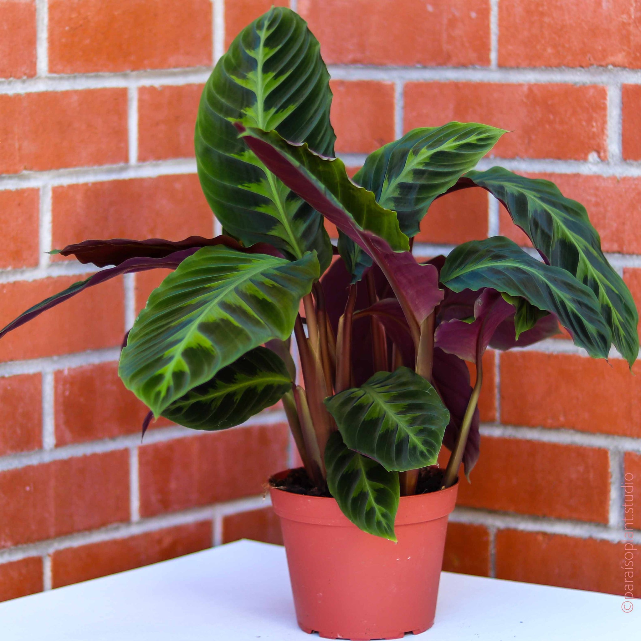 Calathea 'Warscewiczii'