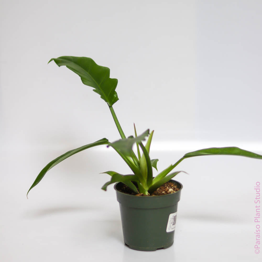 philodendron jungle boogie price Philodendron Jungle Boogie 6in Jungle Fever