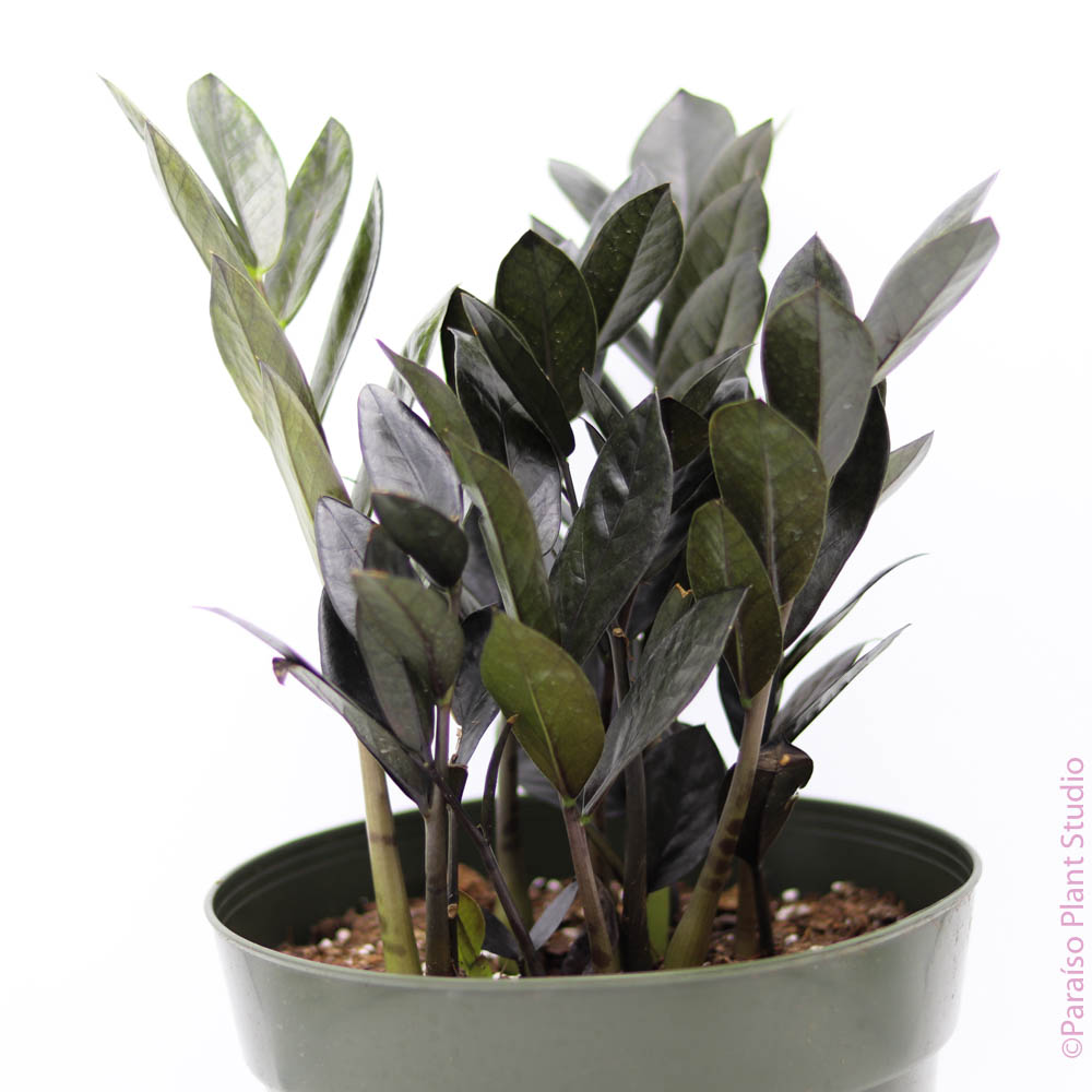 lowes raven zz plant 6in-8in Black ZZ 8in