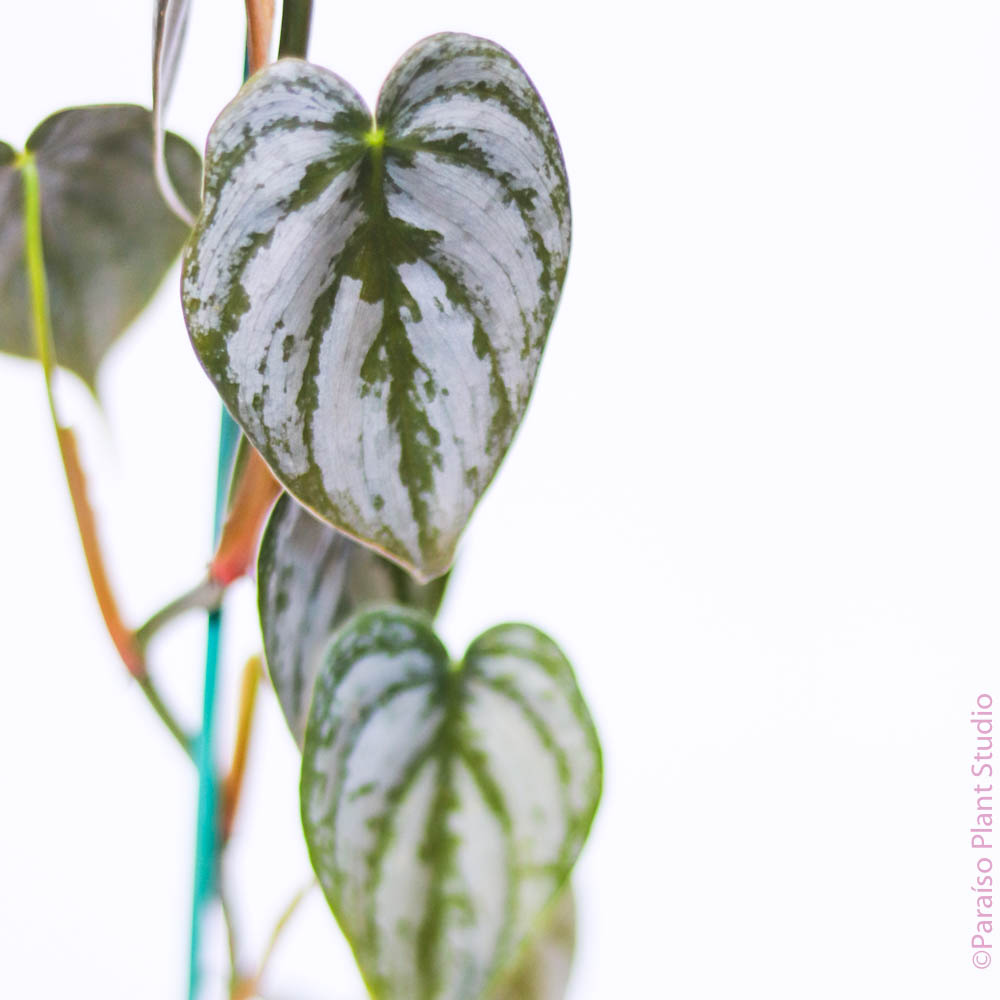 philodendron brandtianum mini Philodendron Brandtianum