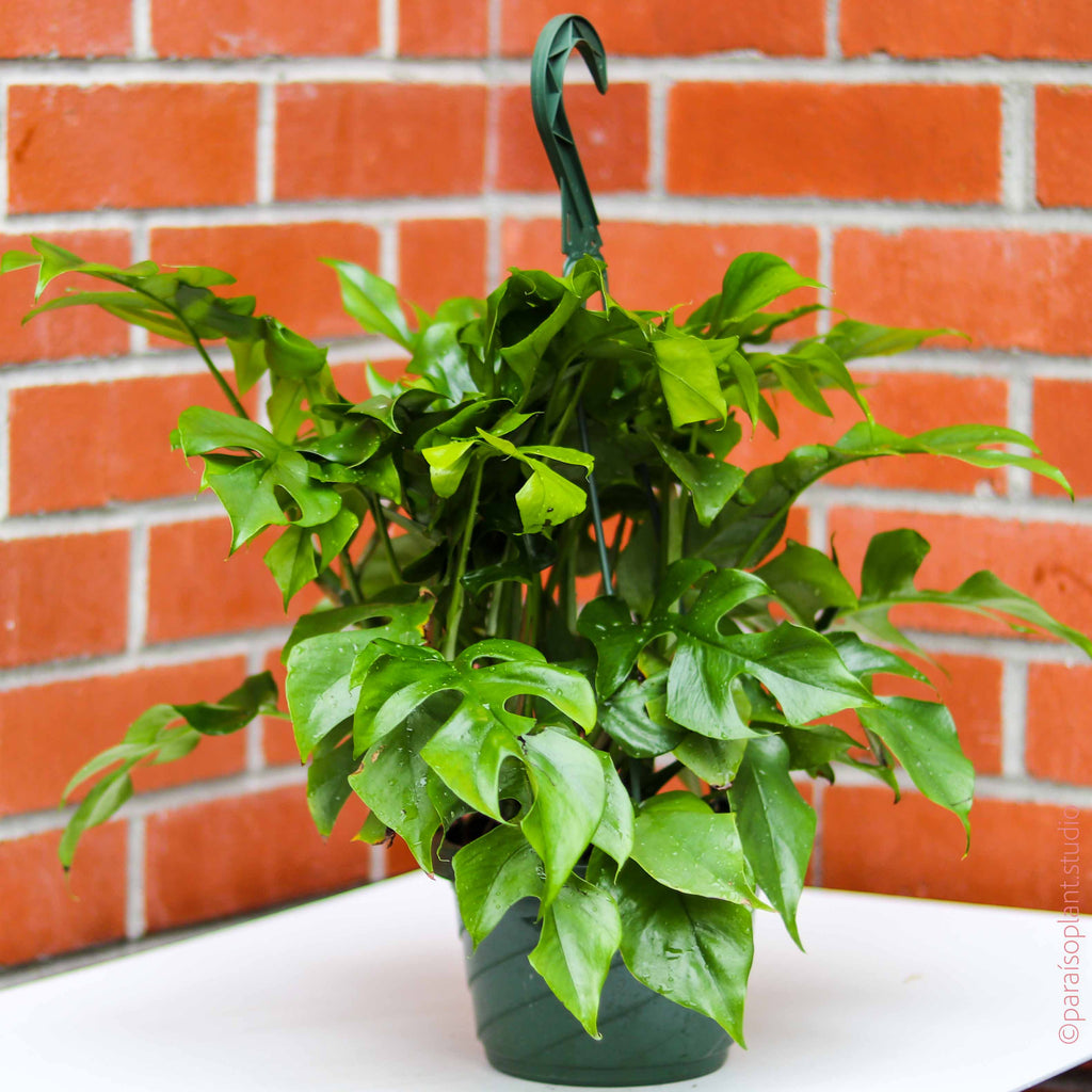 monstera minima 8in Monstera Minima – Paraíso Plant Studio