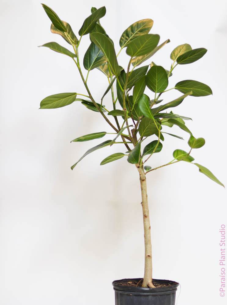10in Ficus Audrey Standard