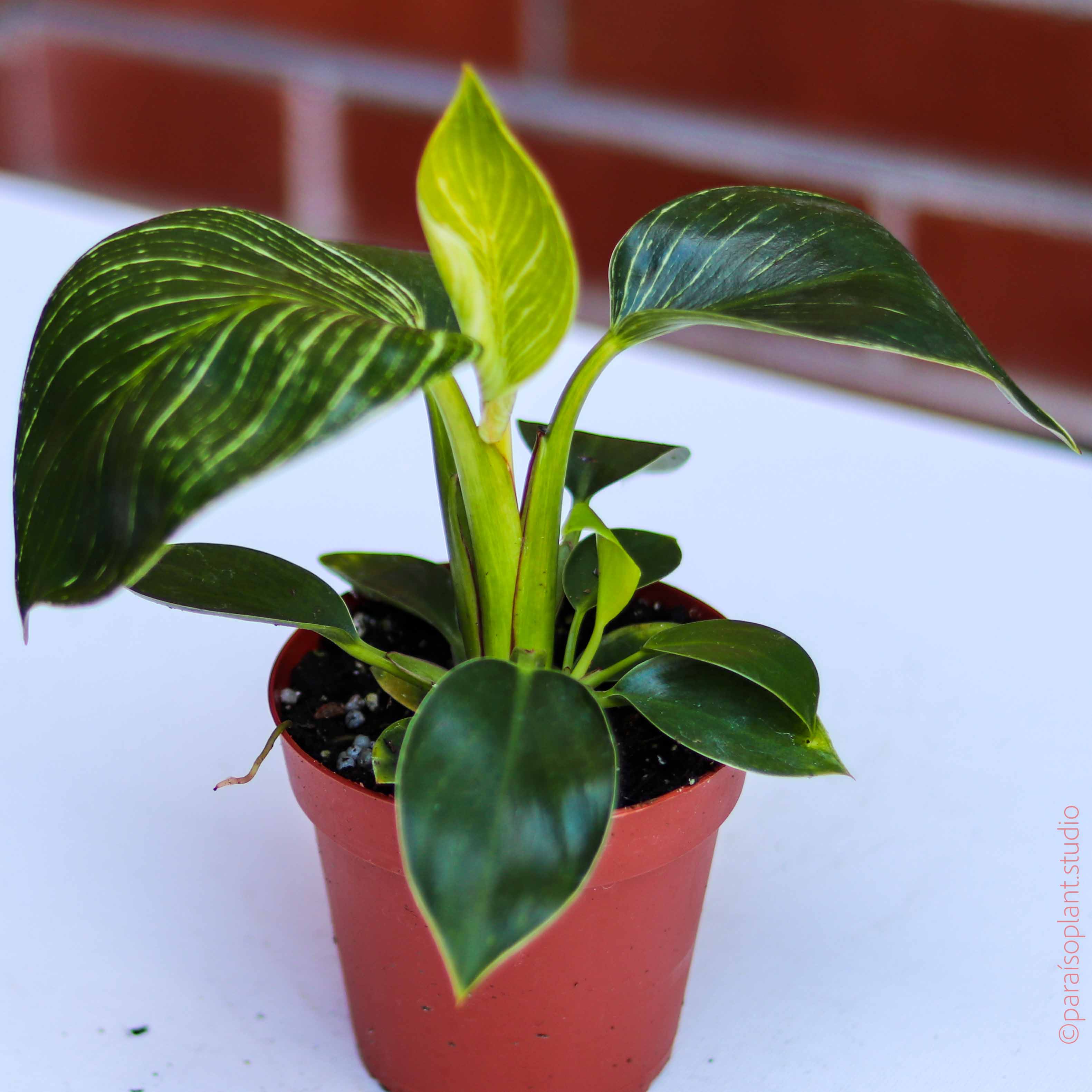 philodendron berkeley Philodendron