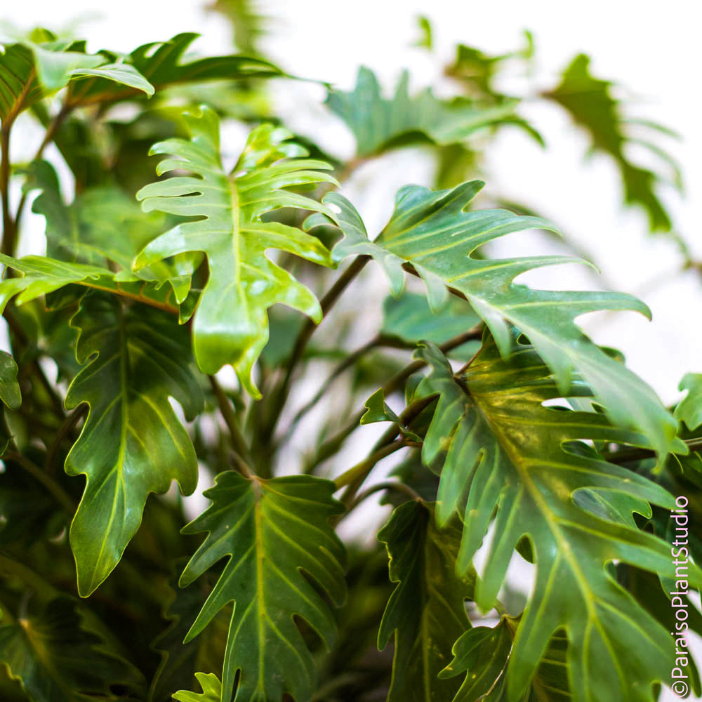 philodendron xanadu leaves 14in Philodendron Xanadu