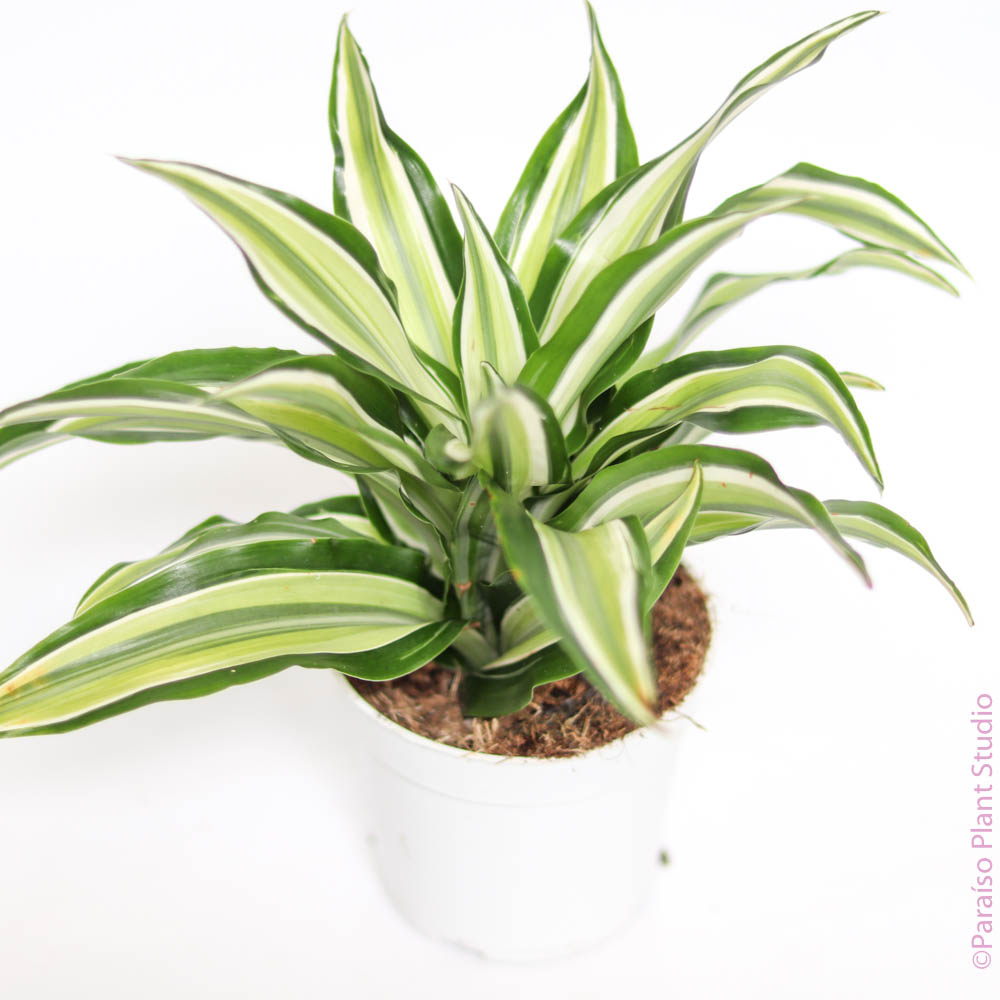 dracaena malaika 4in Dracaena Malaika