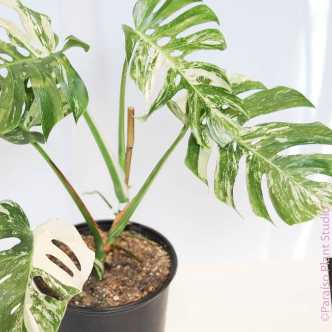 monstera albo plant Variegated Monstera 'Albo' – Paraíso Plant Studio