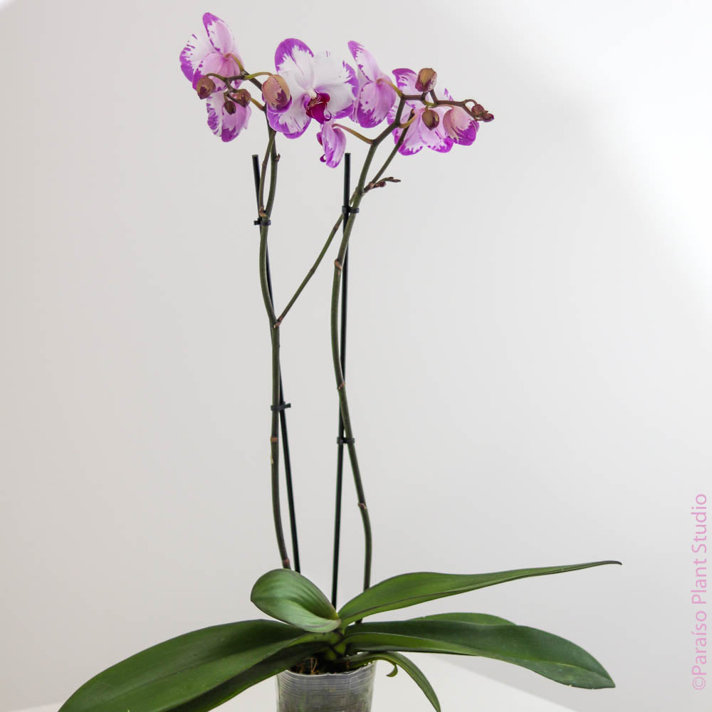 4in Phalaenopsis Orchid - Assorted Colors