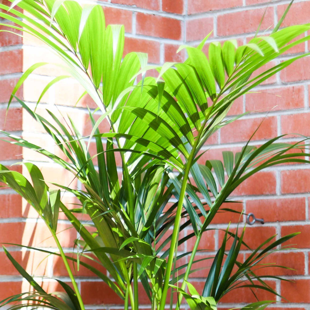 12in 5-6ft Kentia Palm