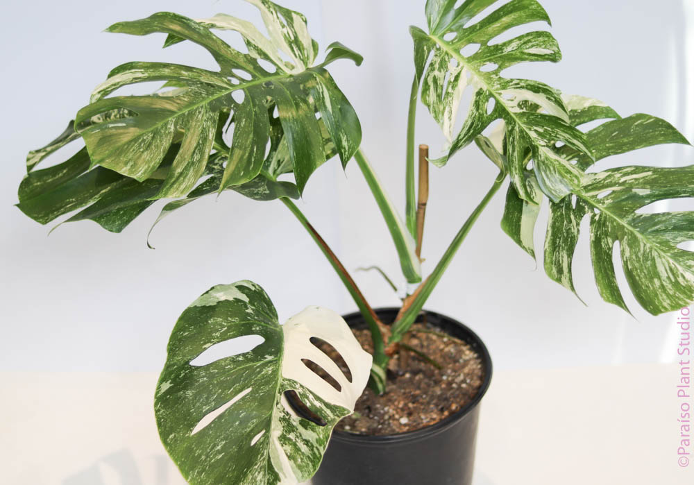 albo variegated monstera deliciosa Variegated Monstera 'Albo' – Paraíso Plant Studio